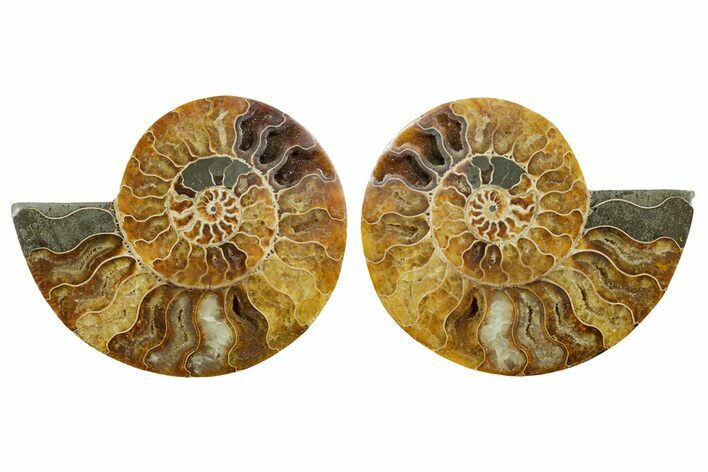 Cut & Polished, Agatized Ammonite Fossil - Madagascar #347562